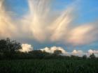 A maize field in late December