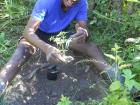 Ba Victor potting up some papaya and guava seedlings