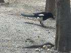 Oriental Magpies are blue, white and black