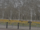 Flowers next to Buckingham Palace :)