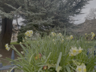 Oxford Daffodils next to Trinity College!