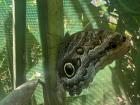 An owl butterfly on a stem. On its wing it looks like it has the eyes of an owl! This is called mimicry. It helps the butterfly look scarier
