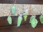 A row of different types of butterfly chrysalis. The caterpillar within the chrysalis will eventually come out! The chrysalis at the very top (with the gold band) is that of a monarch butterfly