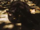 This is Fabricio's cat