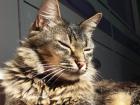 This is his mom's cat
