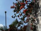 I was walking up some stairs outside when I noticed some flowers hanging from the top