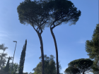 A photo of two umbrella pines that connect at the top