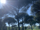 A grove of trees in the Villa Doria park