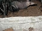 An aardvark