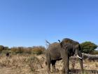 Elephants like to roam at their own pace with no predators in sight