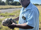 We found a tortoise on the road during our travels and moved it to safety