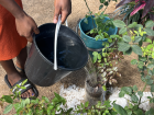 Watering her plants as a part of chores