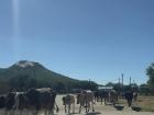 Cows were blocking our way