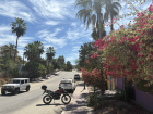 This is the road I live on! Even though I am in the desert, I live in an oasis. That means many plants can easily grow that are not normally found in a desert