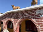 Many homes in Todos Santos have stairs that lead to the roof, even dogs can climb up!
