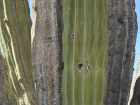 A close-up photo of a large cardón cactus. Look at those spikes!