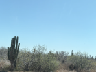The Baja California Desert is full of cardones and many other desert plants