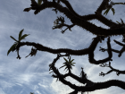 The Baja California Desert is home to many cactus species