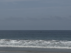 If you look closely, you can see a dolphin jumping out of the water at the beach in Pescadero!