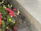 A lizard sunbathing at my school!