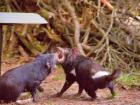 Two adult Tasmanian Devils get into a tussle and bear their teeth.