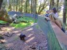 Our group observes an adult Tasmanain Devil as it gets close to the fence.