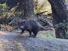An adult Tasmanian Devil crosses a log. The tail of a Tasmanian Devil can be used to store excess fat.