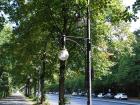 The linden trees near the Brandenburg Gate