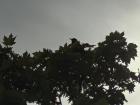 Another Bird