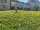 Field at Castle
