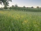 Field in Rural Area