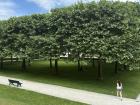 Trees at the Chancellor's Office