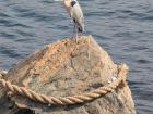 A grey heron rests by the ocean