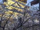 Kokura Castle framed by beautiful April Sakura blossoms