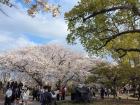 Families and friends eat and talk under the trees