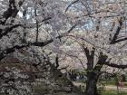 The base of Fukuoka Castle, behind is a vast court of sakura