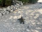 One of the iguanas that live in Bani/Una de las iguanas que viven en Bani. 