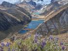 Chocho plant with glacial lakes and Huayhuash range in the background