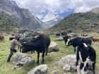 My host dad giving salt to his cows in a very remote mountain valley