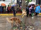 A dog inspects a yunza tree