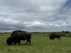 Bison encounter near Valentine, NE