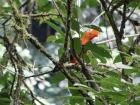 Andean cock-of-the-rock in Oxapampa, Peru, found while birdwatching
