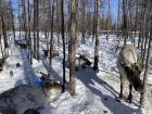 My friend Niki had the fortune of visiting the Tsataan, a community of reindeer herders in Khuvsgul Province