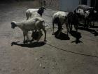 A Group of Goats Roaming the Streets