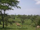 Giraffe in Lake Mburo National Park