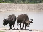 Water buffalo with oxpeckers on their backs