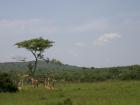 Giraffe in Lake Mburo National Park