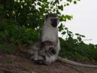 A baby monkey with its mother at Lake Mburo