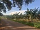 A Matooke plantation alongside the road near my house