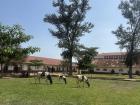 Cows grazing in the middle of my school compound